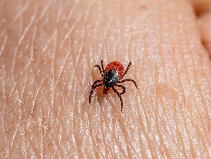 Cómo evitar picaduras de garrapata en el campo