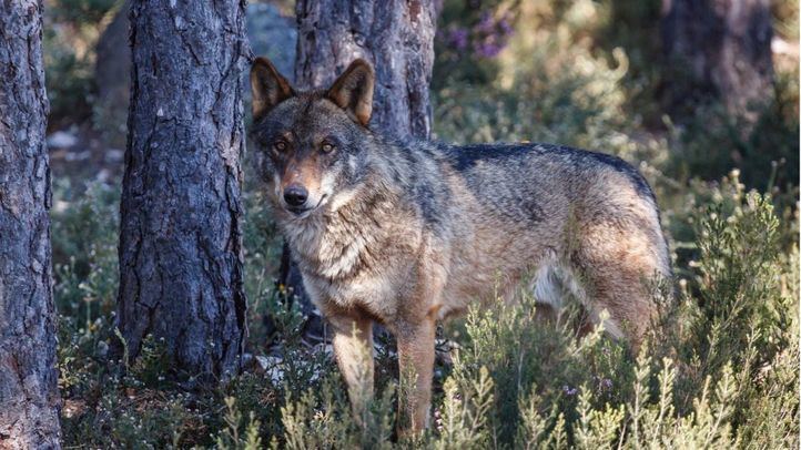 Hembra de lobo ibérico.