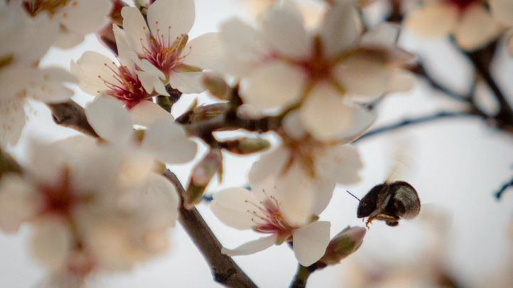 Un zángano de abeja recoge polen de las flores del almendro.