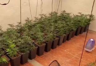 Imagen de archivo de una plantación de marihuana
