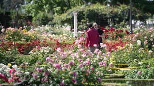 Siete décadas de rosas en Madrid: un sello homenajea el concurso del Parque del Oeste