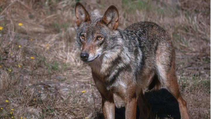 Un ejemplar de lobo ibérico.