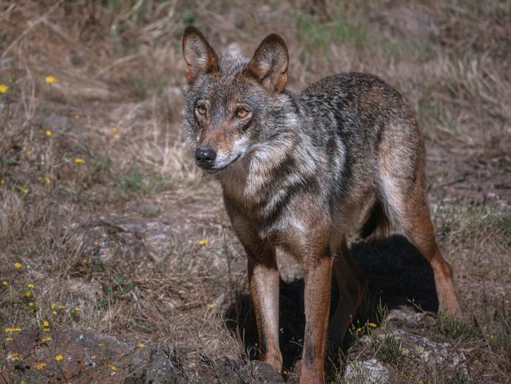 Ni eliminar al lobo ni abandonar al ganadero: el reto de una convivencia necesaria