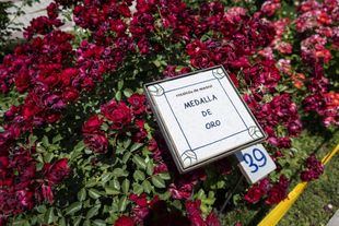 Rosal ganador del 70º Concurso Internacional de Rosas