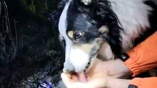 Rescatan a un joven y a su perro deshidratados