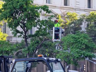 El Ayuntamiento retira seis árboles de Cibeles por la visita del Papa y desata las críticas de Más Madrid