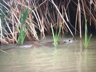 Nutria en el río Manzanares