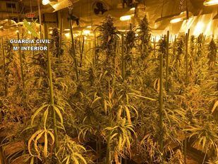 Imagen de archivo: La Guardia Civil incauta 7.457 plantas de marihuana en una macrooperación en Toledo y Madrid