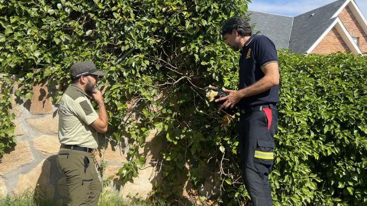 La Comunidad modifica su Ley de Arbolado Urbano frente al riesgo de incendio en los setos de arizónicas