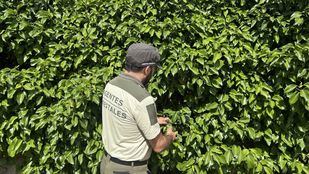 La Comunidad modifica su Ley de Arbolado Urbano frente al riesgo de incendio en los setos de arizónicas