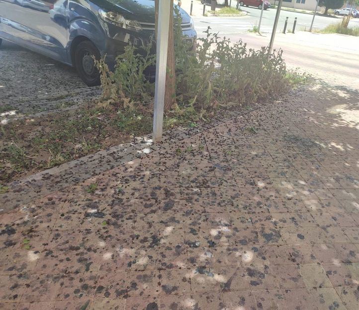 La caída de las moras aterriza en el Pleno de Villa de Vallecas por las quejas vecinales sobre la suciedad de sus frutos