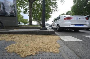 Imágenes de polen sobre el asfalto