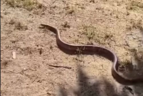 Culebra en un parque de Leganés
