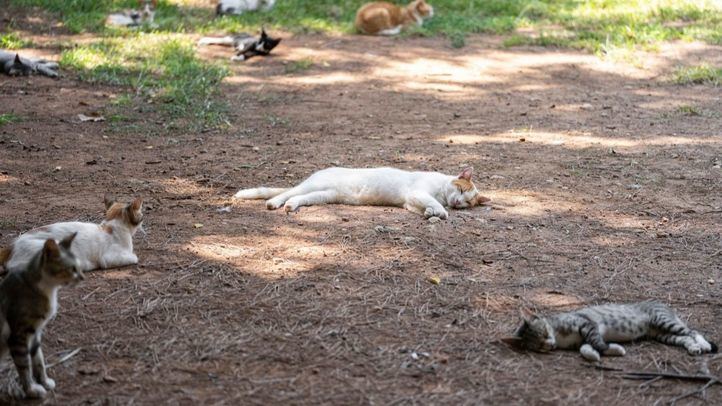 Colonia felina.