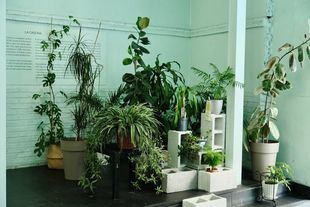 'iniciativa Regadera, guardería de plantas en el Centro de Arte 2 de Mayo de Móstoles