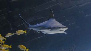 Atlantis Aquarium celebra el Día de los Tiburones con visitas guiadas gratuitas