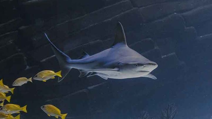 El Atlantis Aquarium celebra el Día Internacional de los Tiburones .