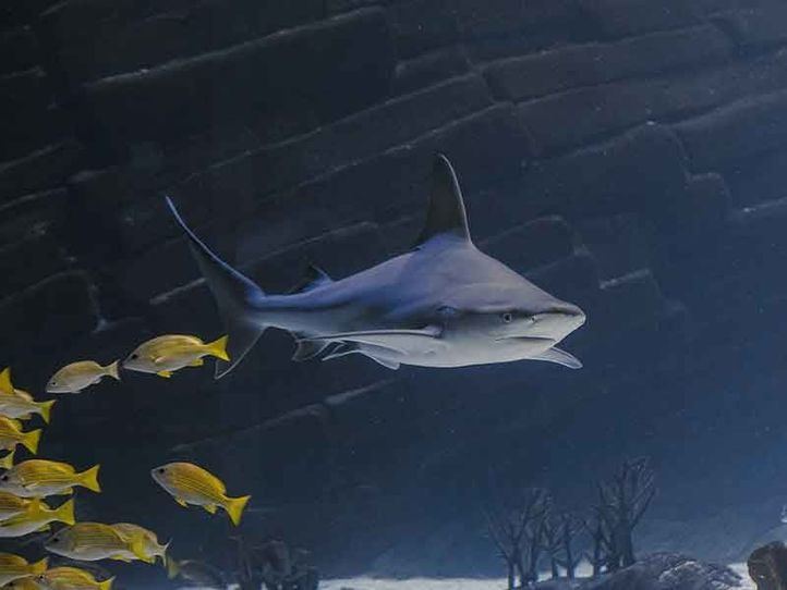 Atlantis Aquarium celebra el Día de los Tiburones con visitas guiadas gratuitas