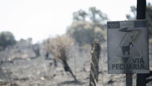 El incendio de Lozoyuela desciende a nivel 1 y la UME se retira tras quedar estabilizado