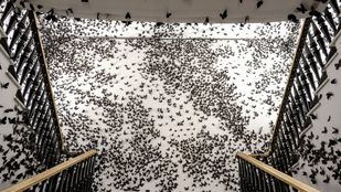 Madrid acoge hasta el 13 de septiembre 'Nube Negra', la instalación inmersiva de Carlos Amorales