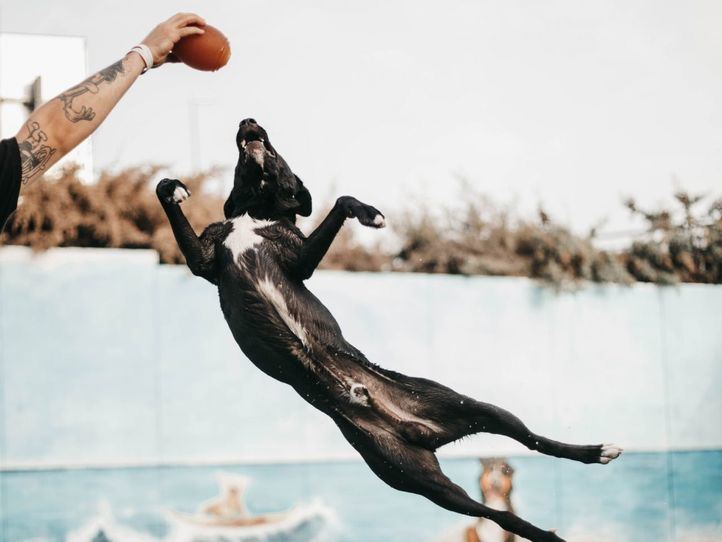 Una piscina canina en Las Rozas permite a perros y dueños combatir juntos el calor
