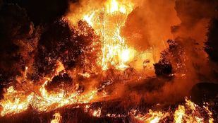 Incendio forestal