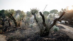 Efectos del incendio forestal de la sierra oeste de Madrid.