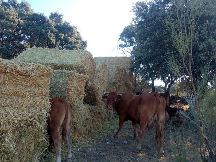 Los agricultores y ganaderos reclaman más ayudas para hacer frente a los daños del incendio