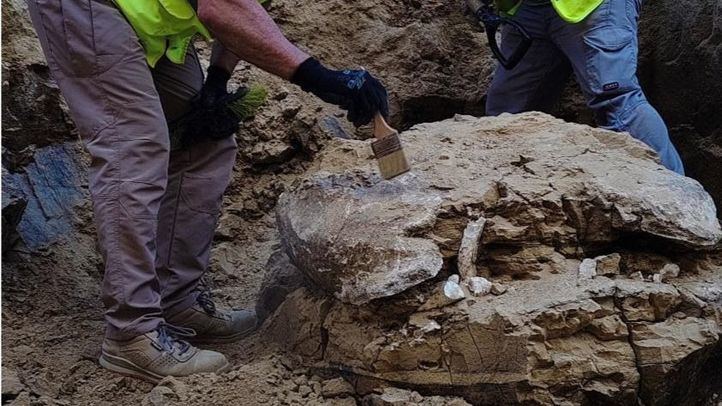 Las obras del Cifse en Latina desentierran un fósil de tortuga gigante de 15 millones de años