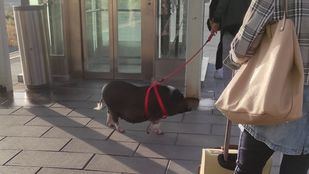 La sorpresa de los viajeros de un Cercanías en Madrid ante un cerdo viajando en el tren