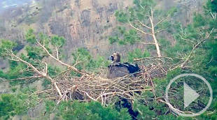 La cámara web que permite seguir en directo la vida de una pareja de buitres negros en la Sierra de Guadarrama