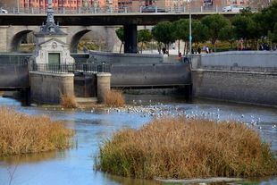 El embalsado favorece la presencia de especies piscícolas invasoras, según el Consistorio.