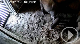 Primeros momentos de vida de un elefante asiático de Sumatra en el Zoo de Madrid