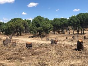 Tala de árboles en Montegancedo