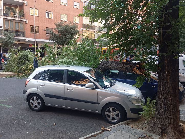 Rama desprendida de un árbol en Embajadores