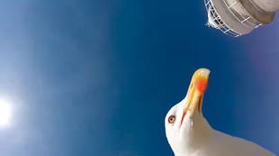 Un selfie muy particular