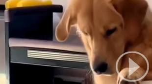 La astucia de un perro para conseguir la comida de la mesa