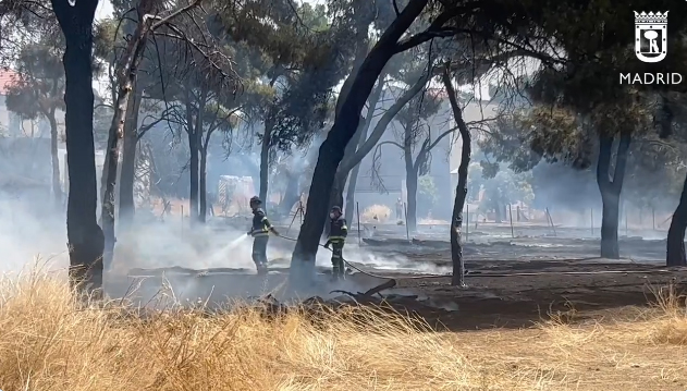 Incendio en un pinar en la avenida de los Poblados