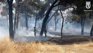 Incendio en un pinar en la avenida de los Poblados