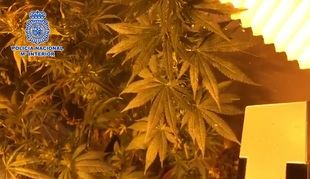 Desmanteladas cinco plantaciones de marihuana en un poblado de Fuencarral