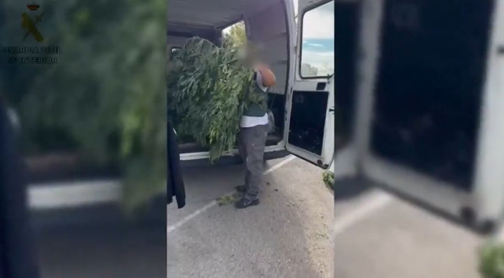 Plantas de marihuana descubiertas en Valdetorres de Jarama