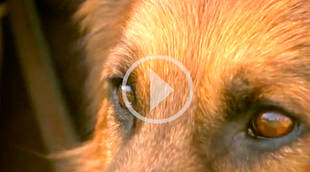 PEPOS: Perros protectores de víctimas de la violencia de genero