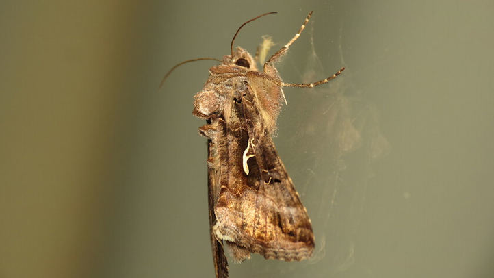 Polilla común