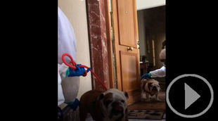 El Refugio recoge dos perros de un ingresado por COVID-19