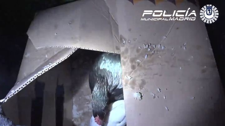 Gallos en una santería