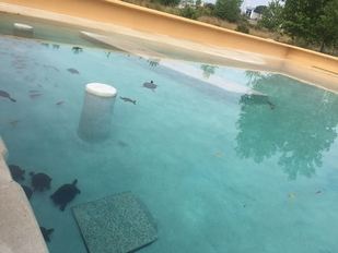 Ponga una tortuga en su vida: los galápagos de Atocha ya pueden ser apadrinados