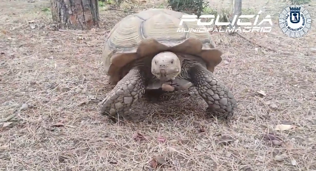 Tortuga africana encontrada en Aravaca