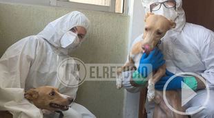 La unidad de interveción de El Refugio rescata a Kika y Yeste