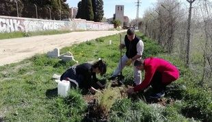 Plantación de los árboles de la Vereda de Aluche.