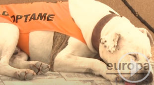 La importancia de la adopción y cómo ayudar cuando no puedes tener mascota